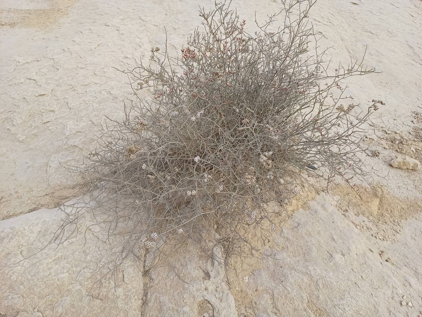 Limonium pruinosum habit