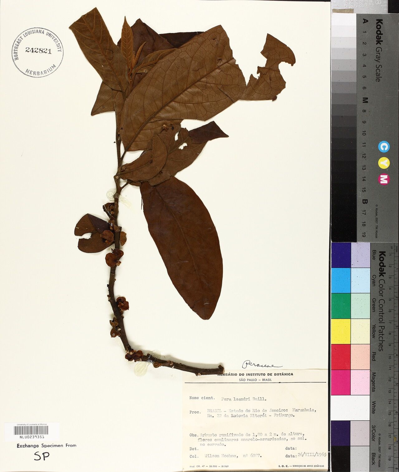 Pera heteranthera other