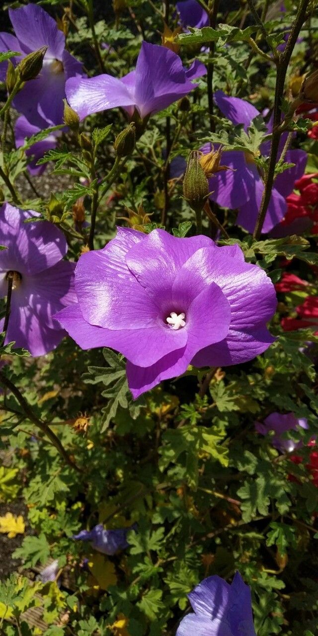 Alyogyne huegelii flower