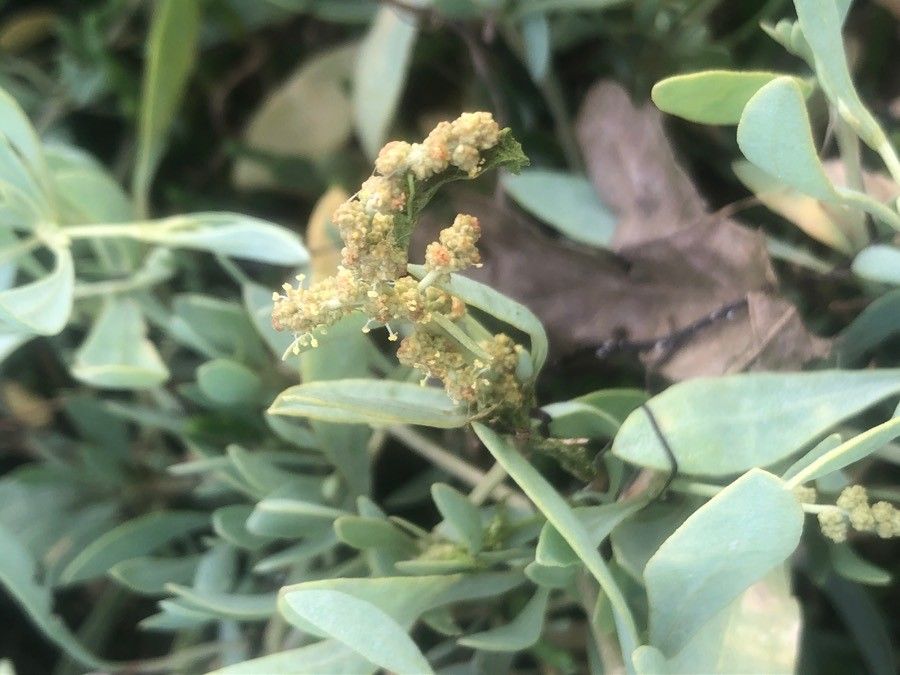 Halimione portulacoides flower