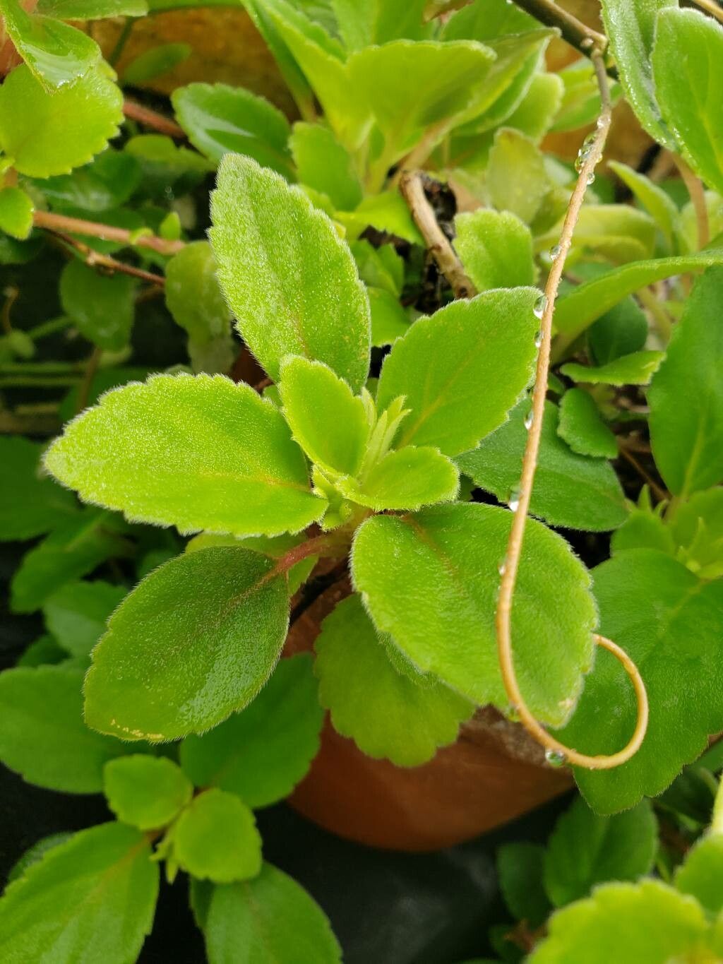 Alsobia dianthiflora — search result for 'Orlaya'