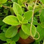 Alsobia dianthiflora