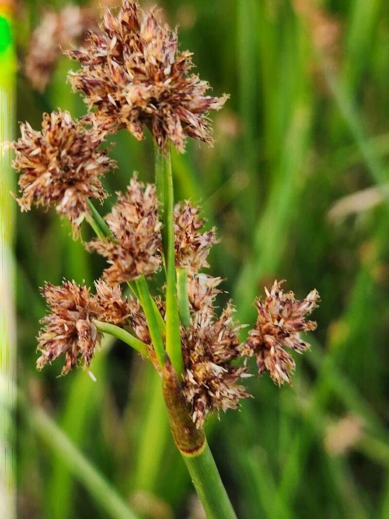 Schoenoplectiella corymbosa flower