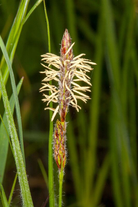 Carex hirta flower