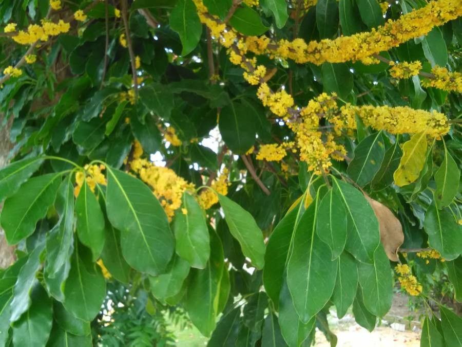 Sideroxylon foetidissimum — houseplant care guide