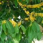 Sideroxylon foetidissimum