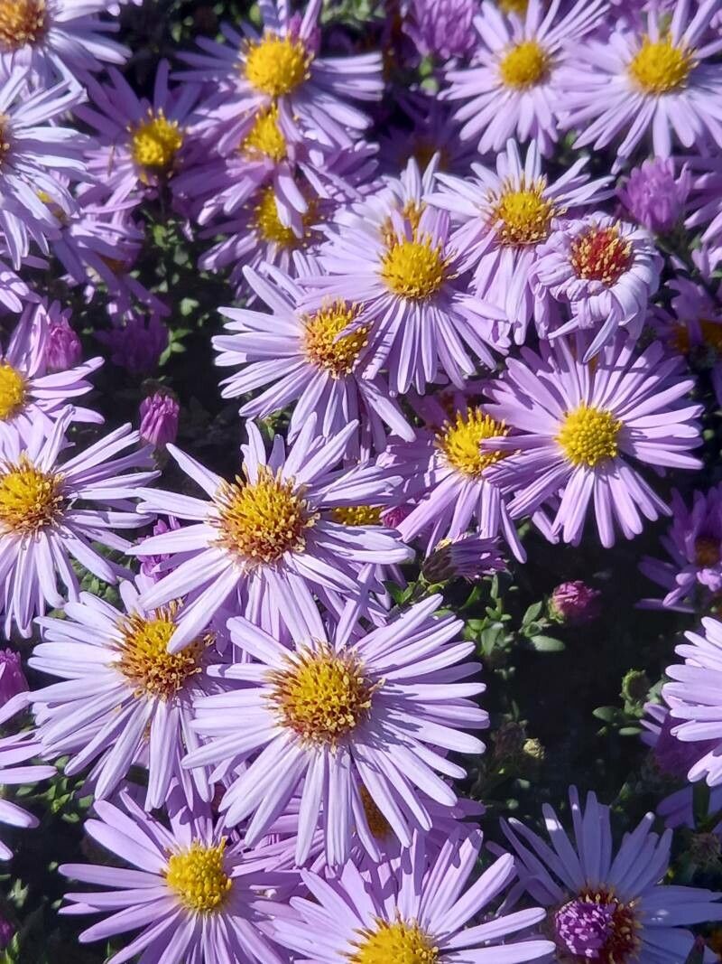 Symphyotrichum dumosum flower
