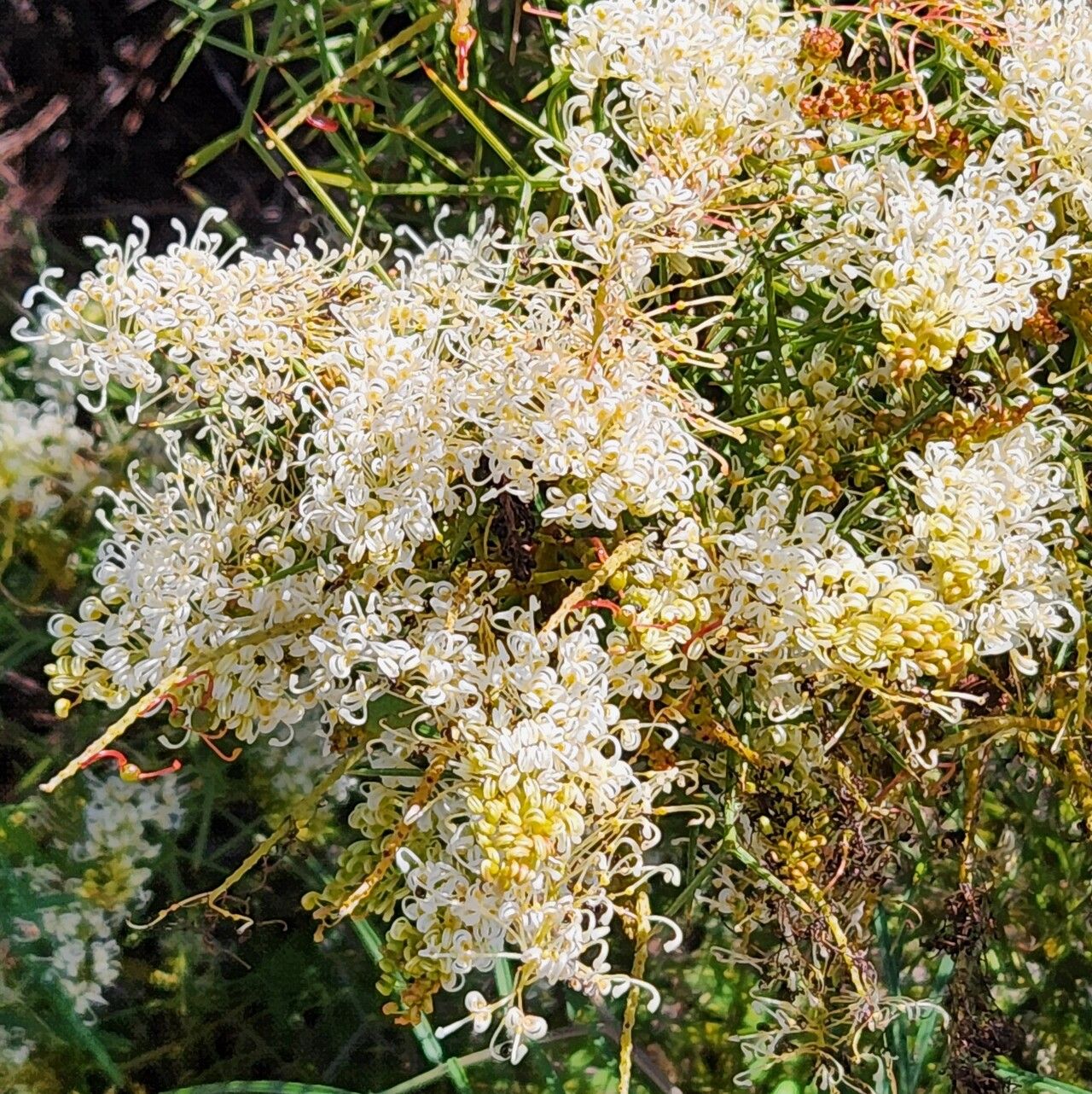 Grevillea leucoclada flower