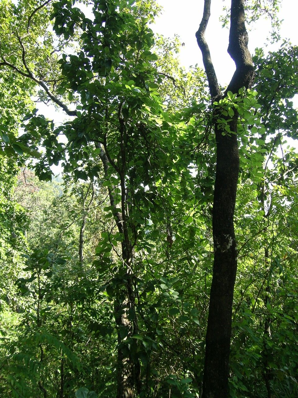 Argyreia sikkimensis — search result for 'Argyreia'