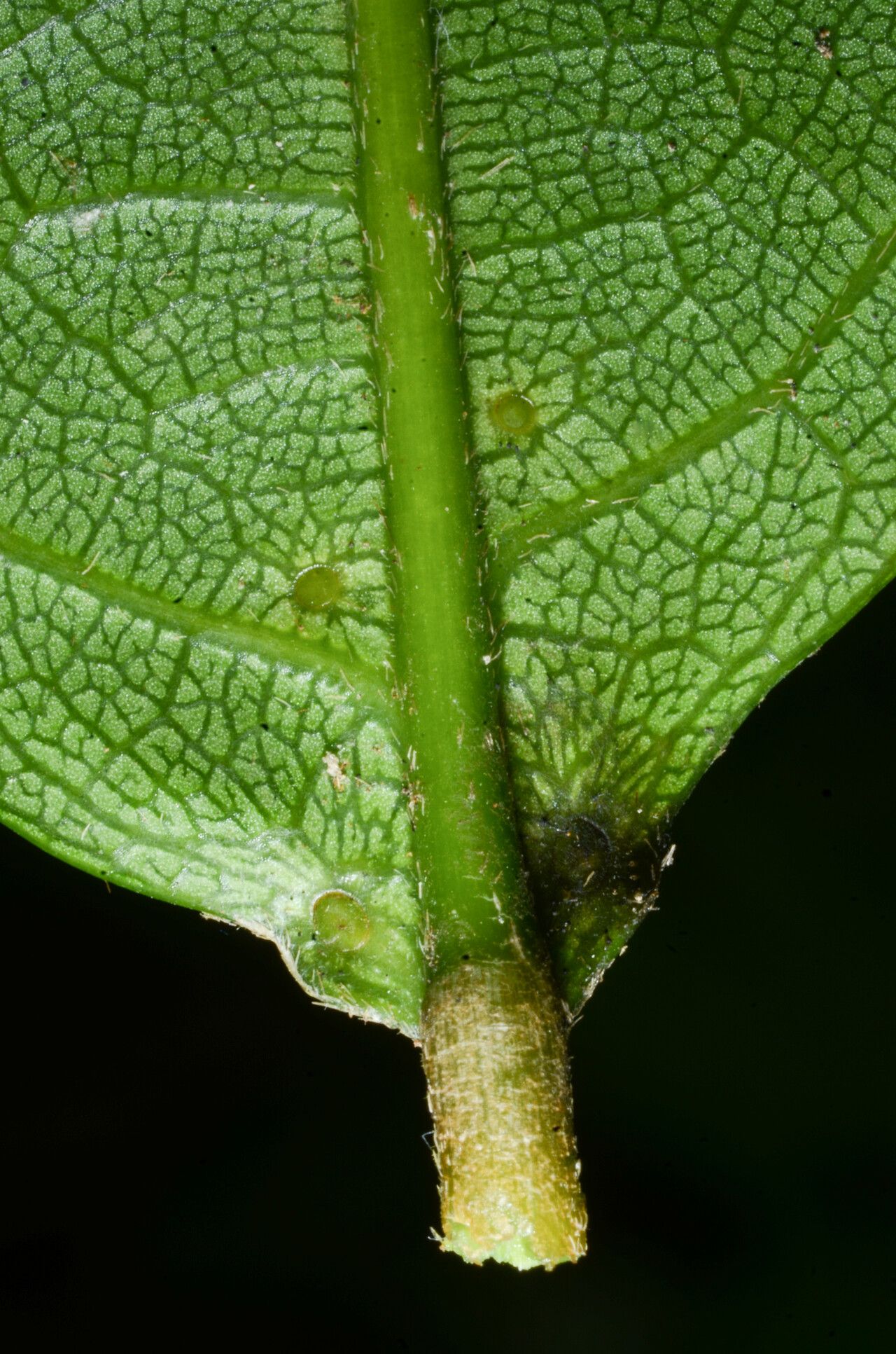 Dichapetalum beilschmiedioides — houseplant care guide