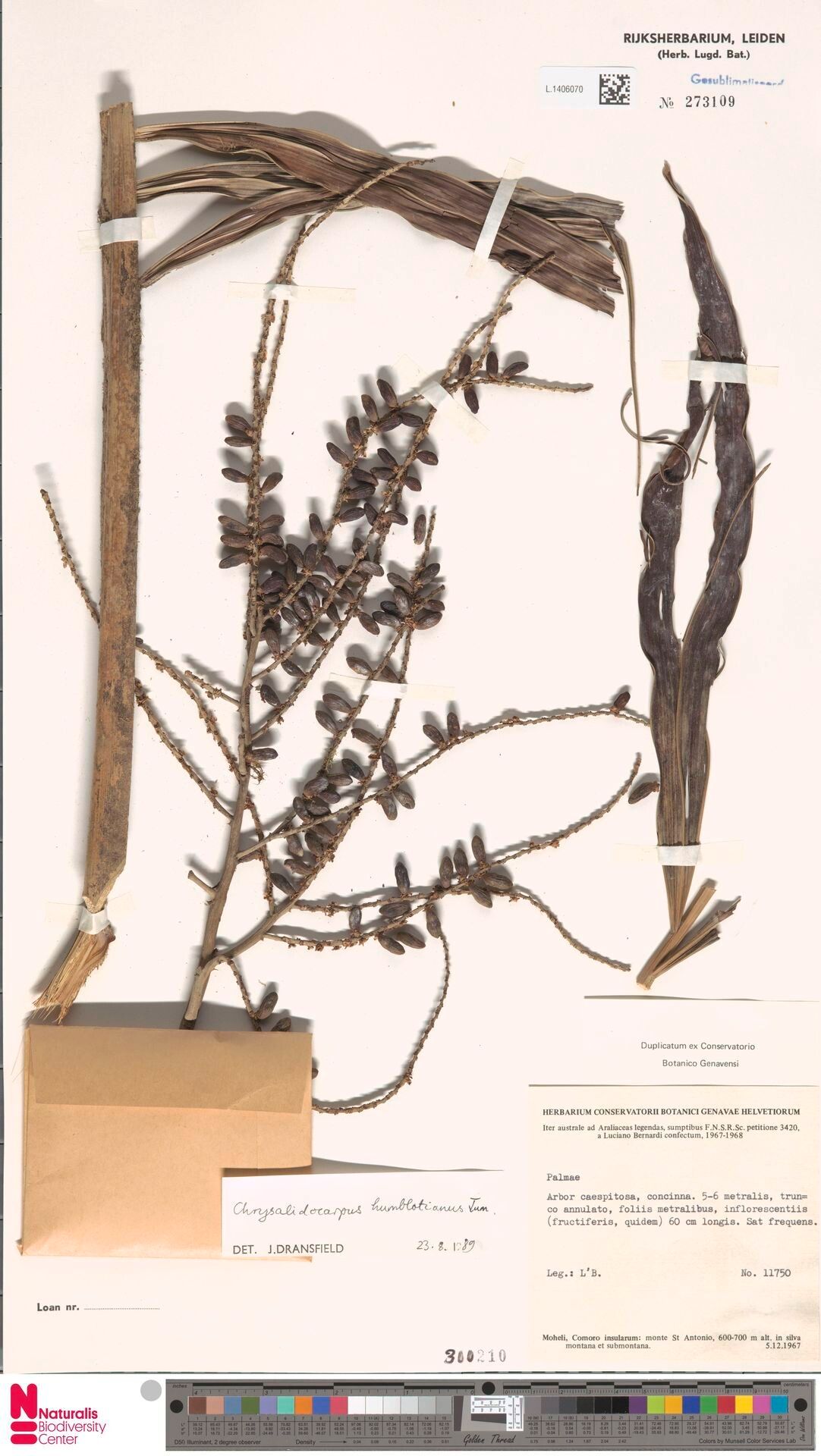 Dypsis humblotiana — houseplant care guide