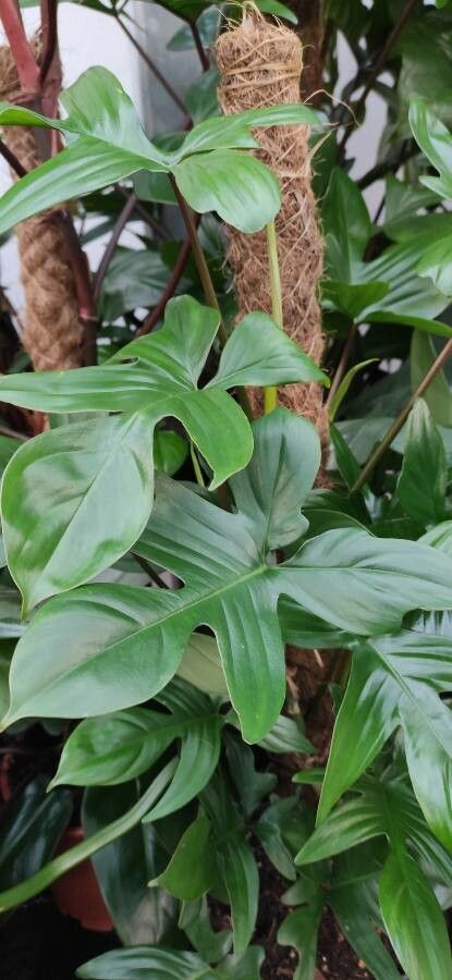 Philodendron pedatum habit