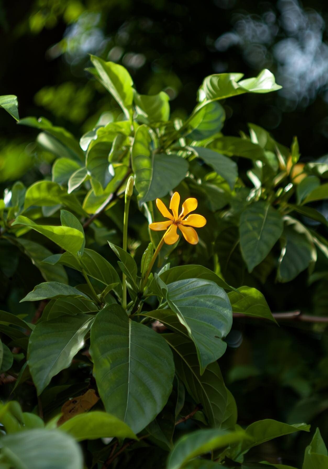 Gardenia tubifera flower
