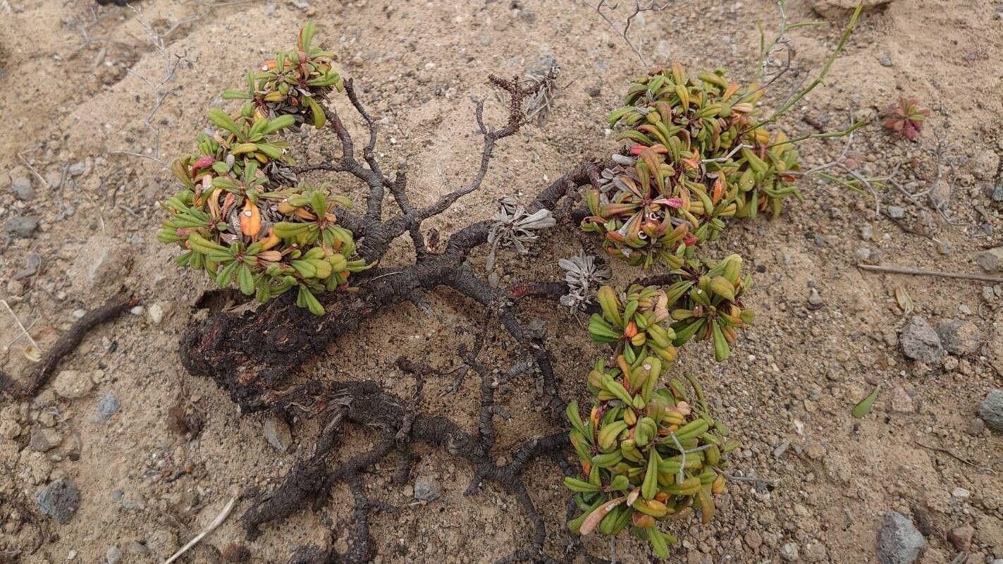 Limonium pontium bark