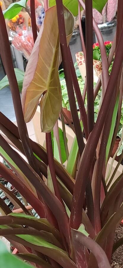 Homalomena rubescens bark