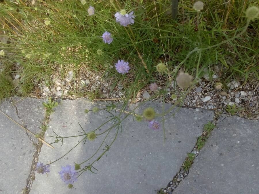 Scabiosa canescens habit