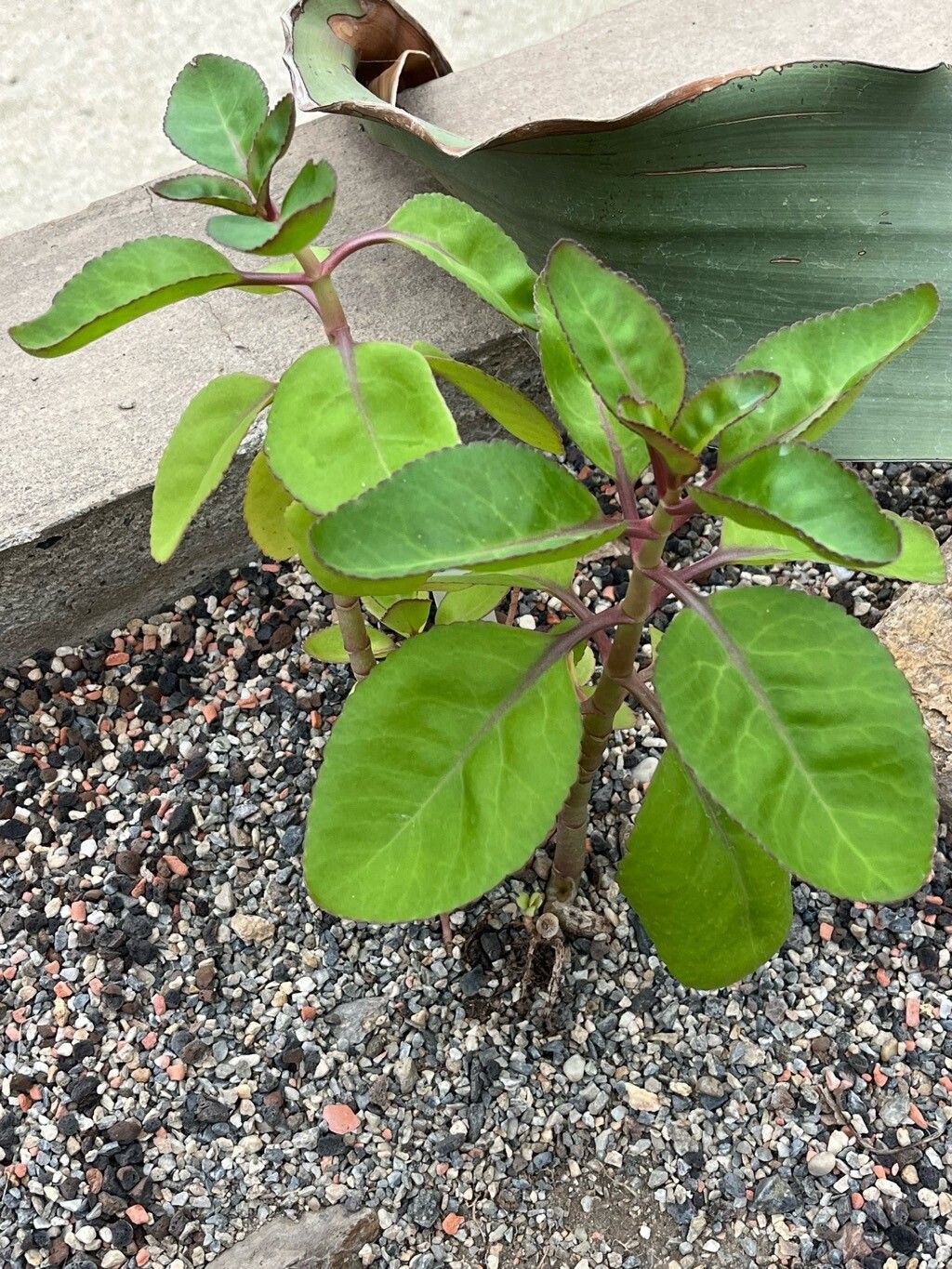 Kalanchoe welwitschii habit