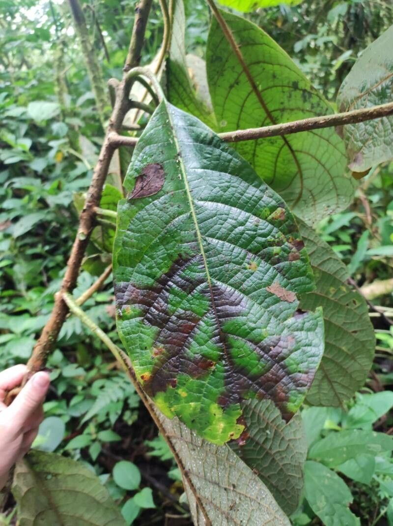 Persea schiedeana — search result for 'Persea'