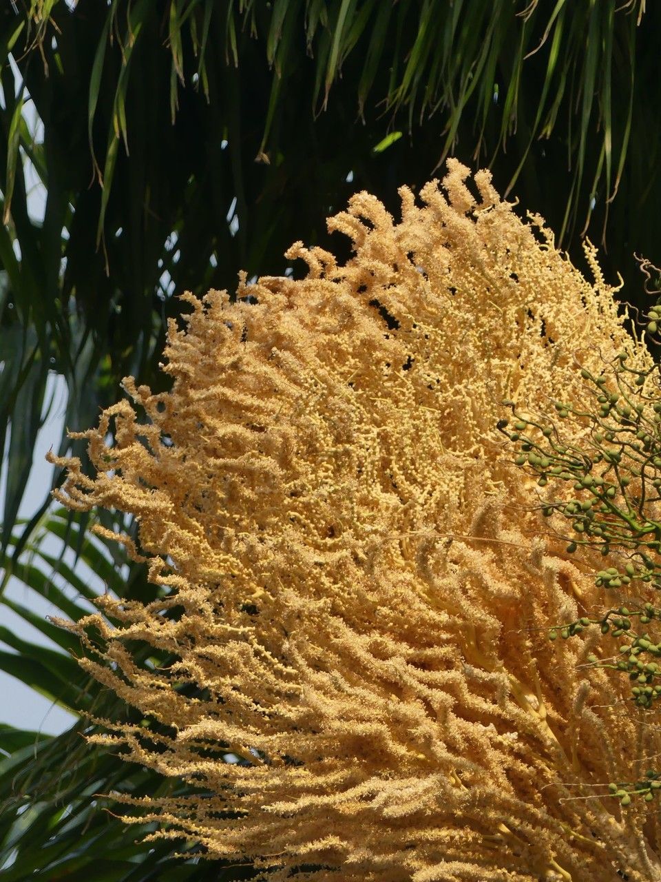 Roystonea oleracea flower