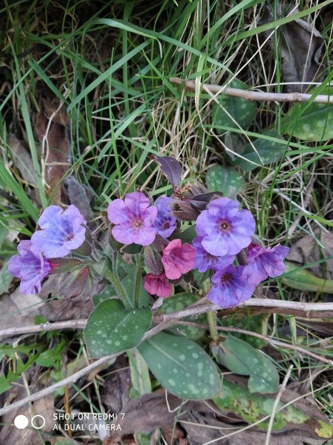Pulmonaria vallarsae flower