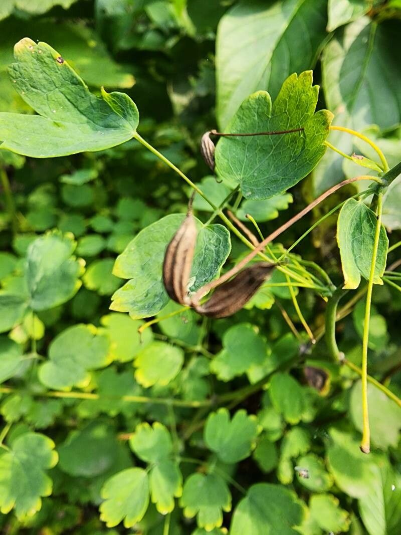 Thalictrum occidentale fruit