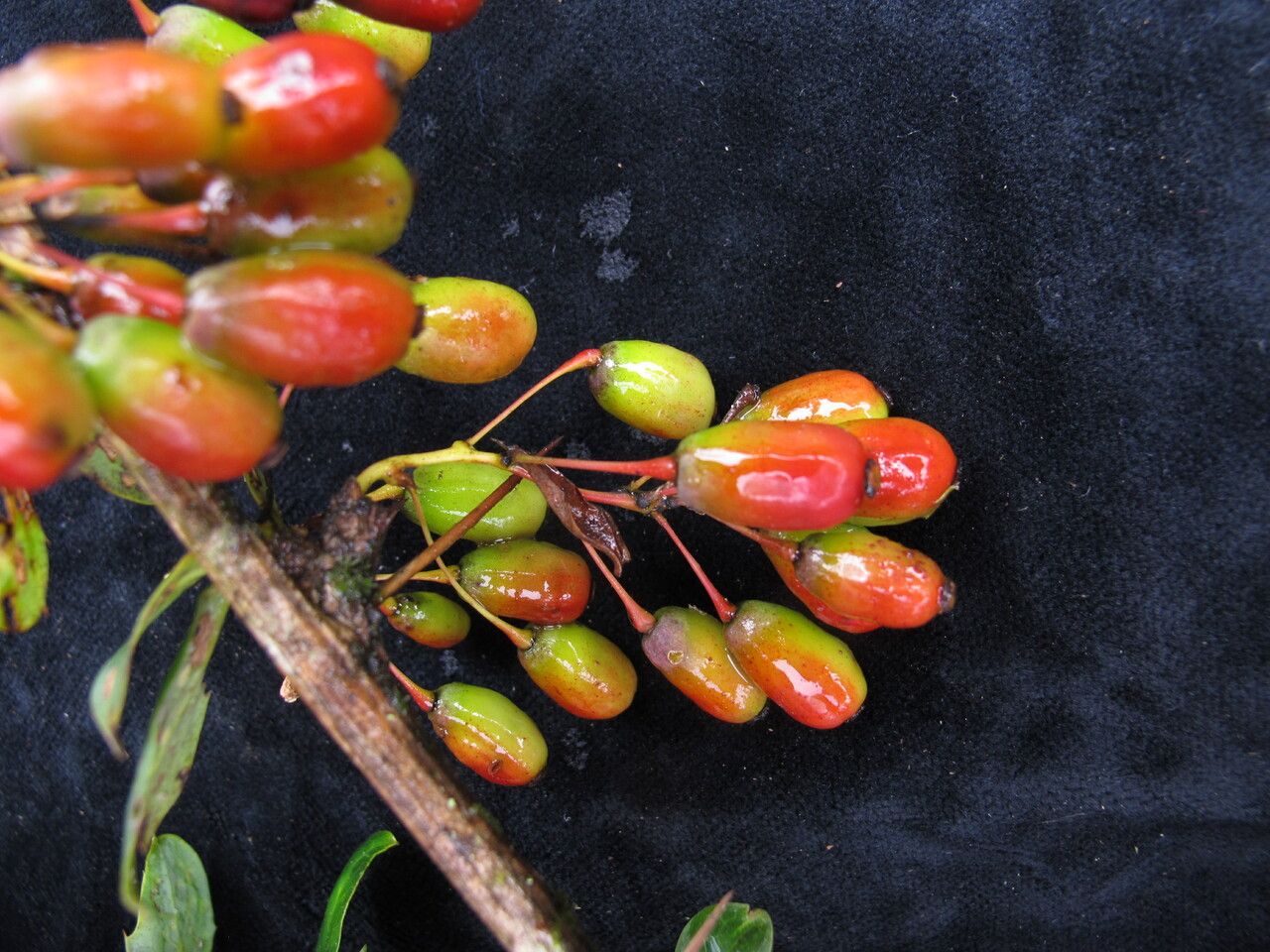 Berberis thomsoniana habit