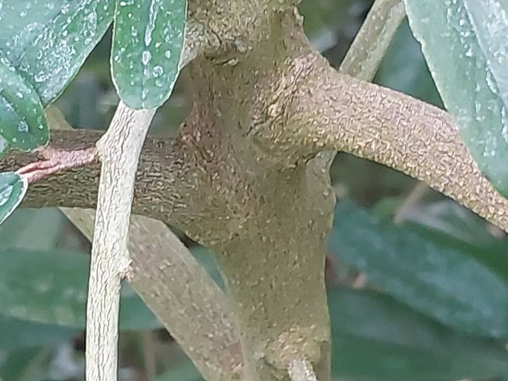 Morisonia salicifolia bark