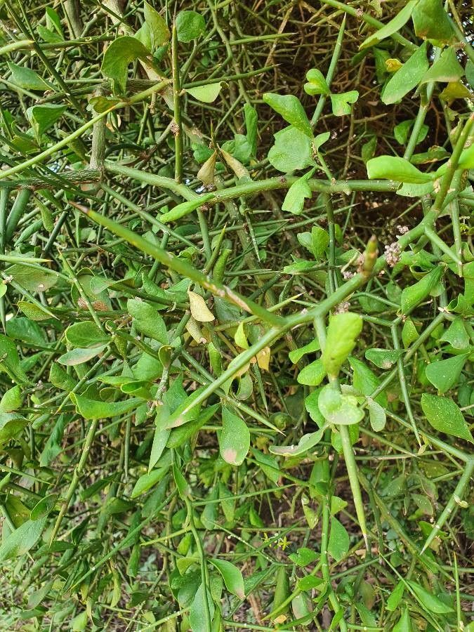 Balanites glabra leaf