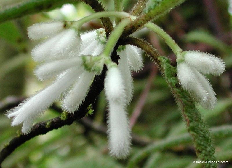Psychotria toninensis fruit