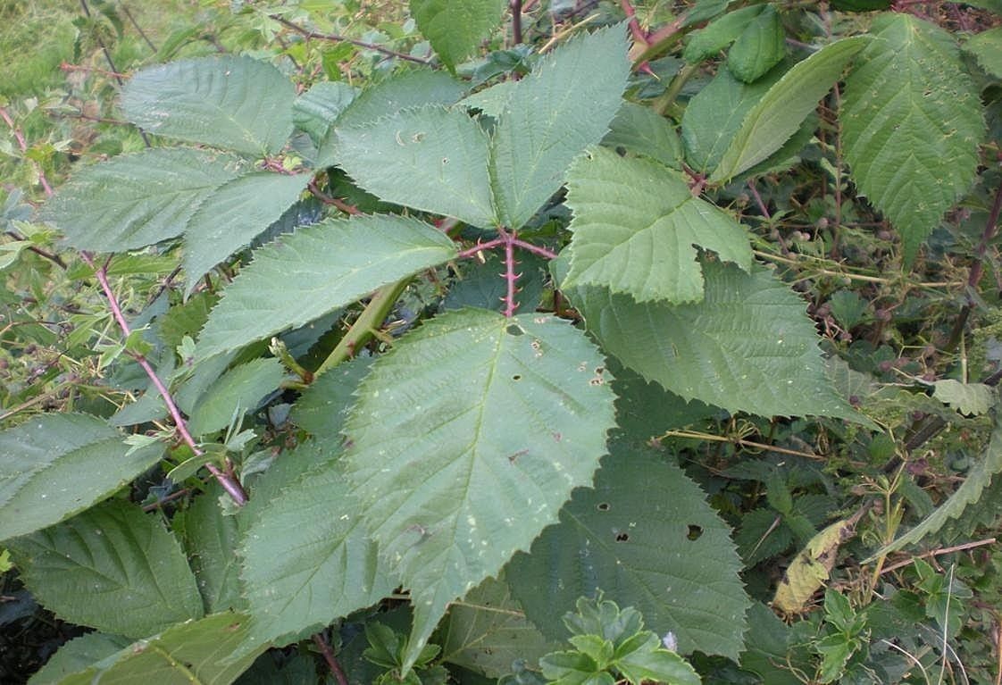 Rubus geniculatus — houseplant care guide