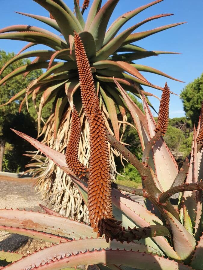 Aloe ferox fruit