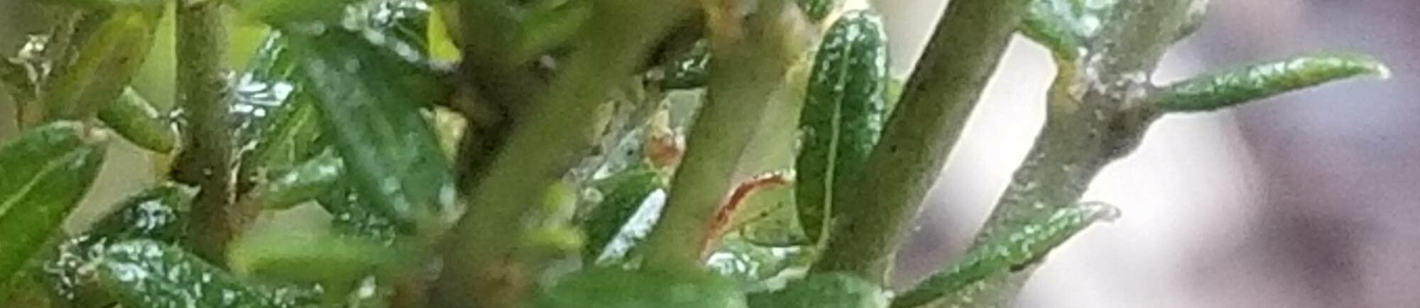 Dillwynia prostrata — related species from the same genus