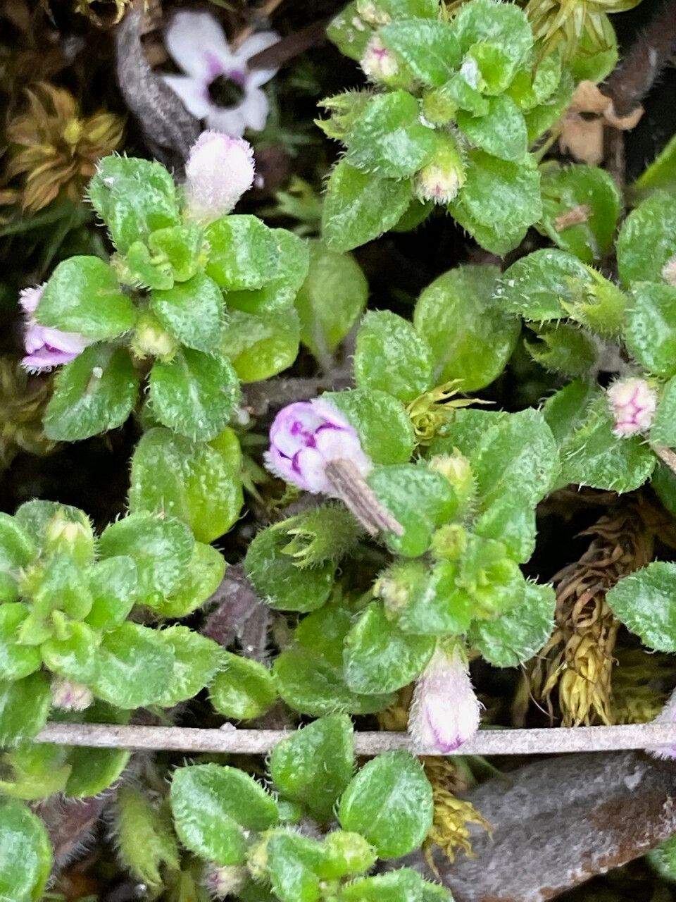 Clinopodium nubigenum flower