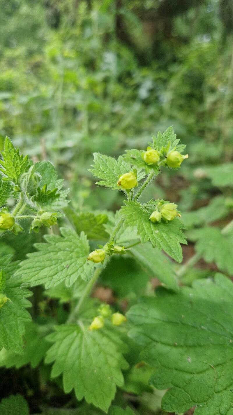 Scrophularia vernalis fruit