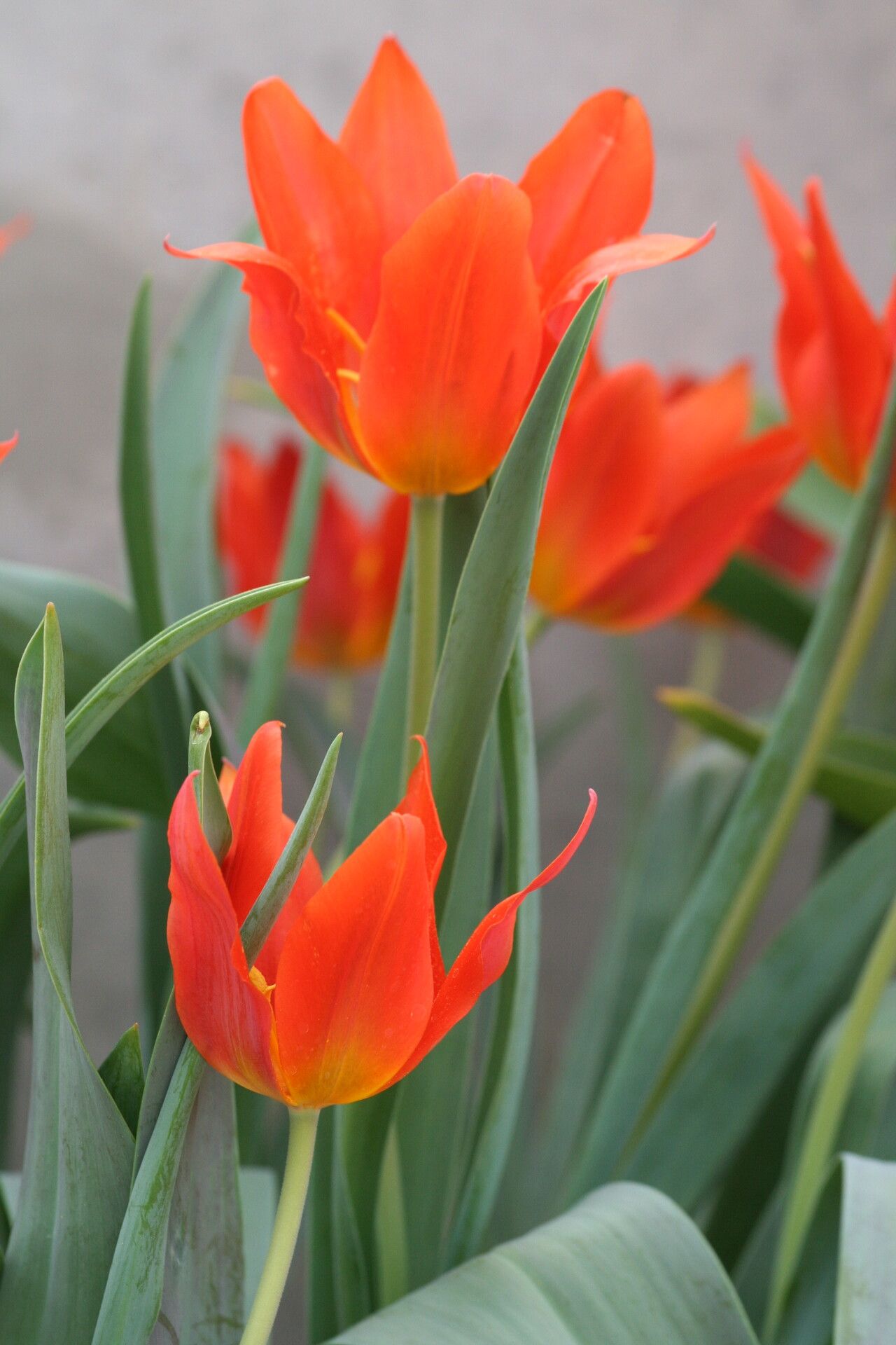 Tulipa dubia flower