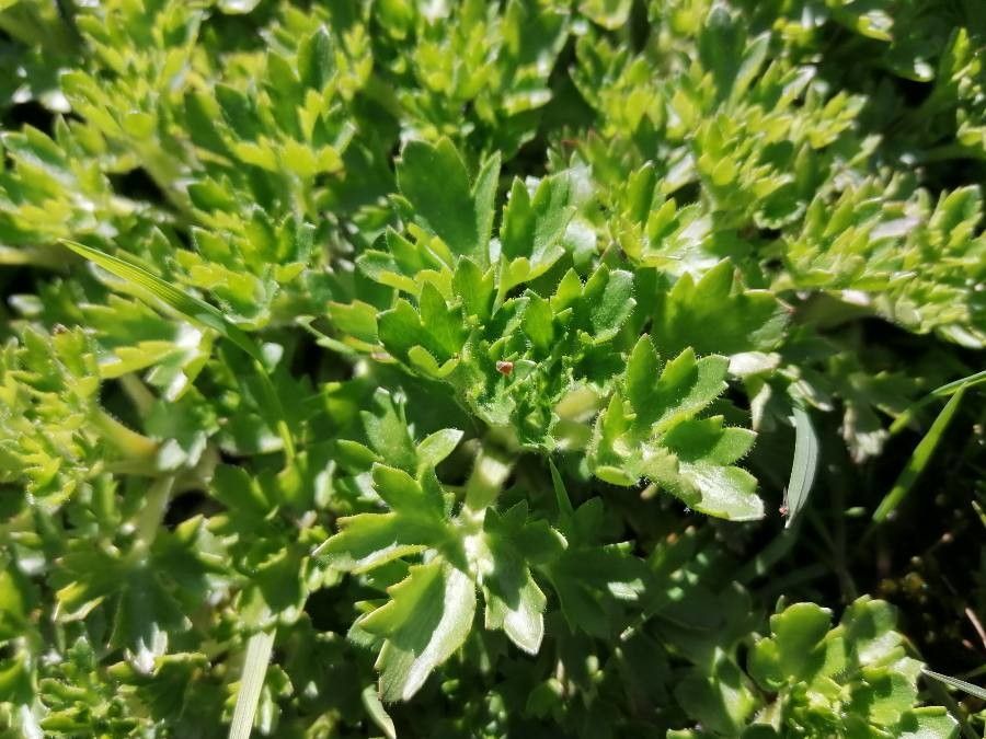 Saxifraga aquatica leaf
