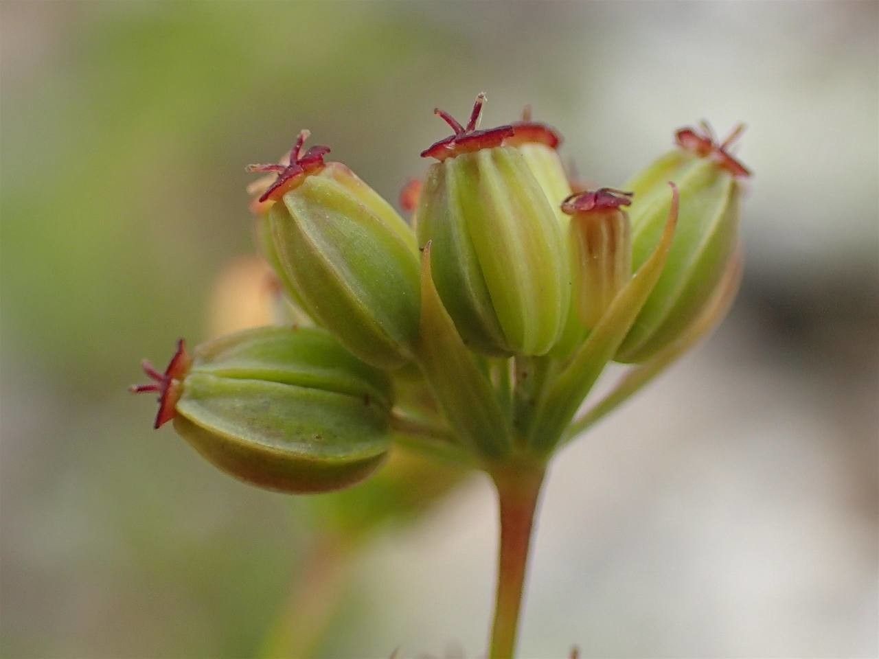 Bupleurum falcatum fruit