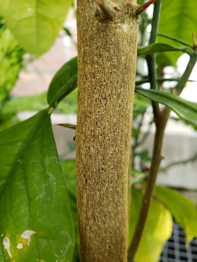 Citropsis gabunensis bark