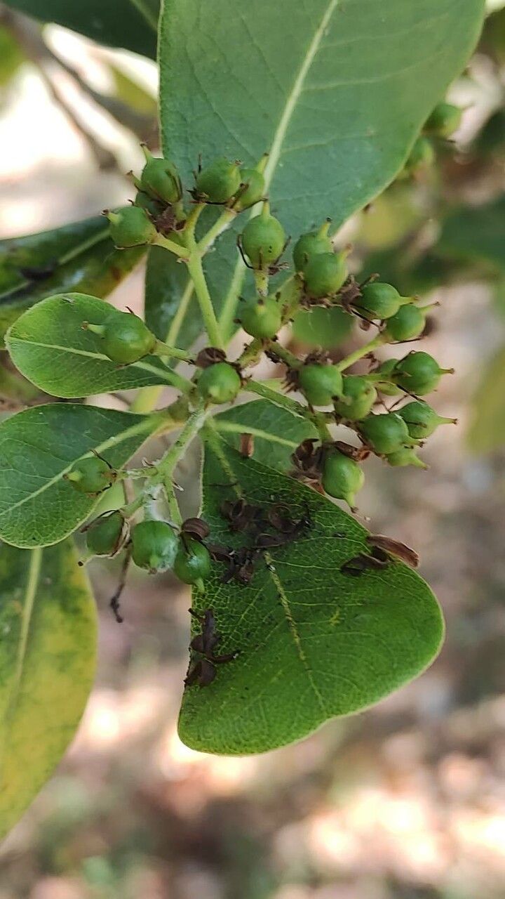 Pittosporum viridiflorum fruit