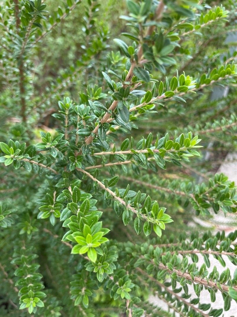 Tepualia stipularis — search result for 'Metrosideros'