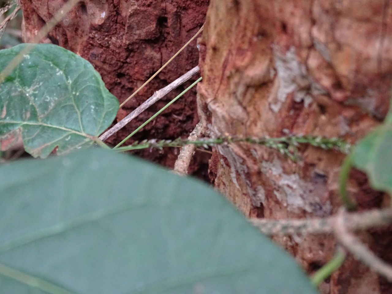 Grewia stuhlmannii flower