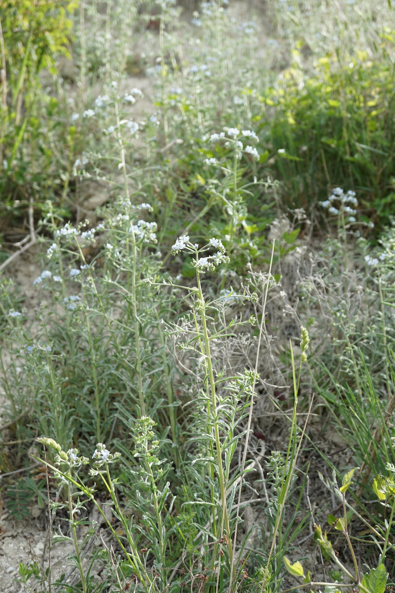 Lappula barbata habit