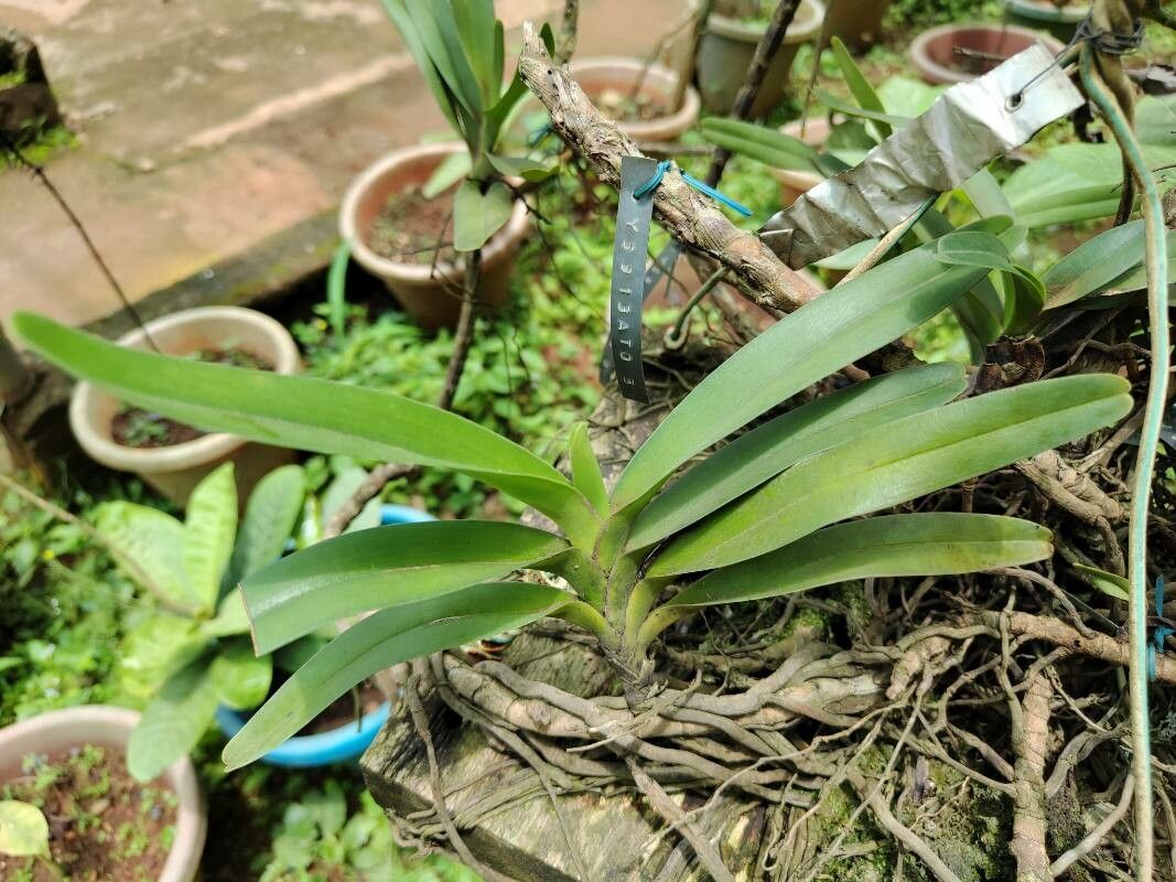 Cyrtorchis ringens habit