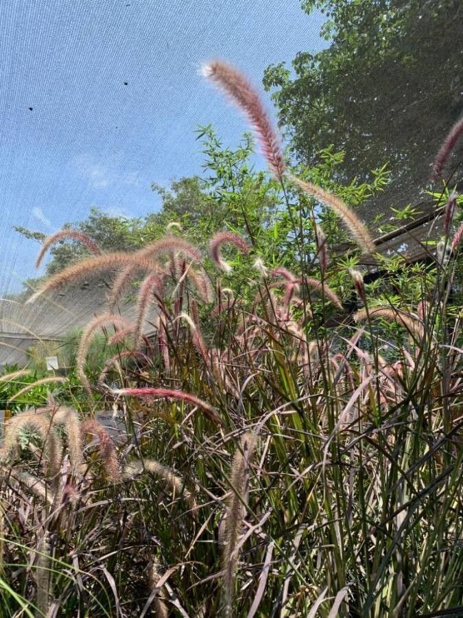 Pennisetum polystachion — search result for 'Pennisetum'