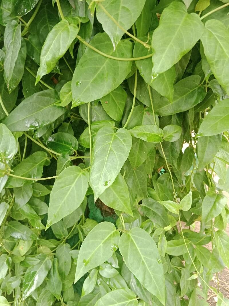 Vincetoxicum indicum leaf