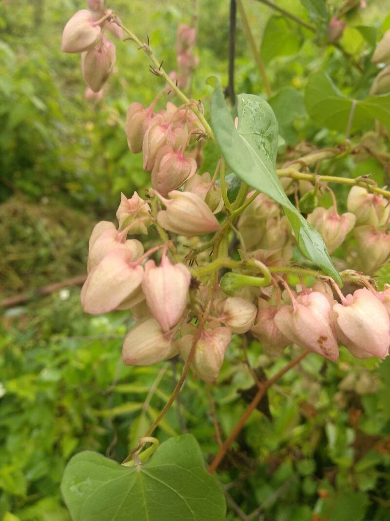 Antigonon leptopus fruit