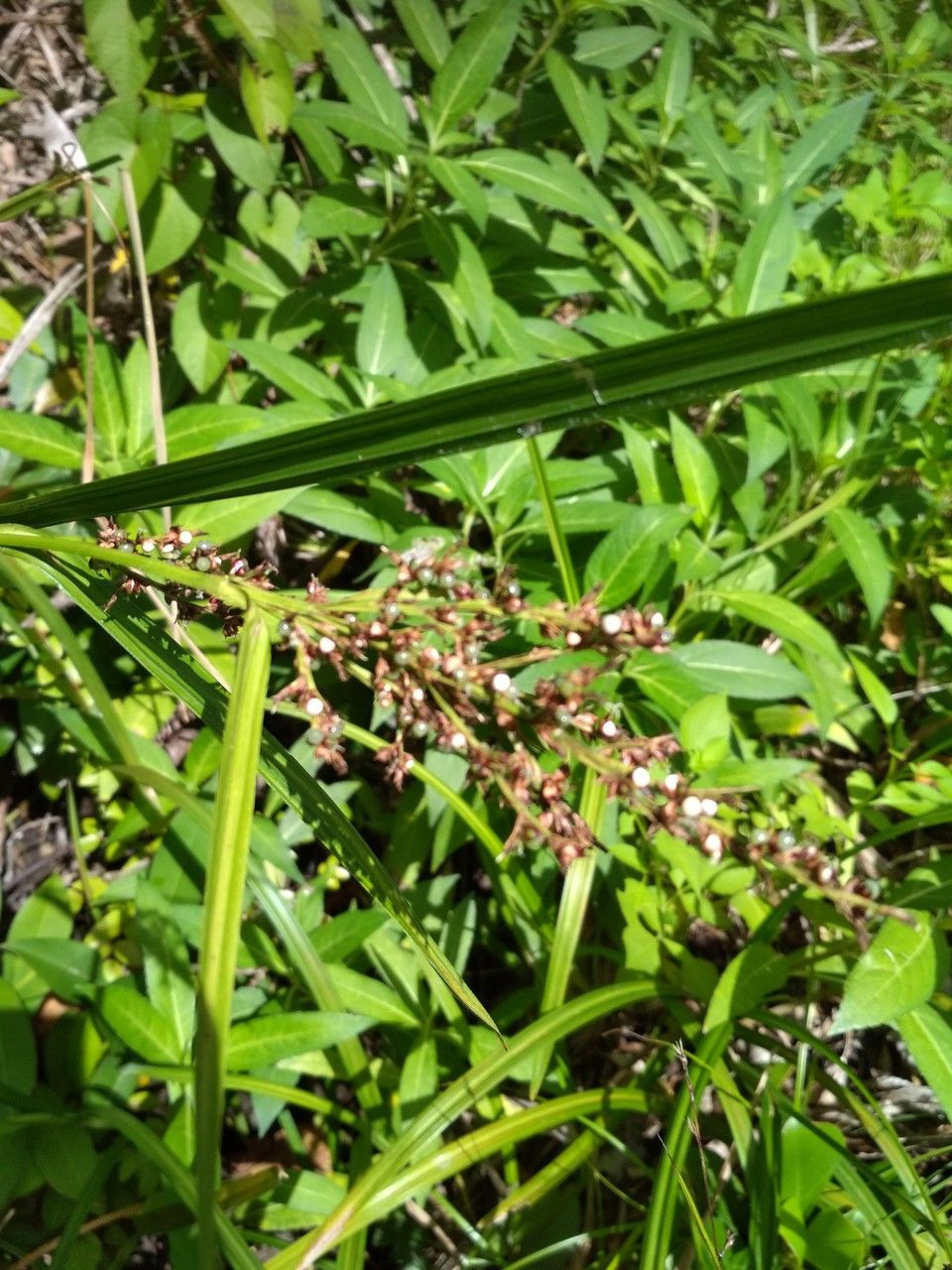 Scleria latifolia flower