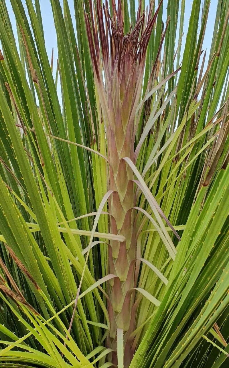 Dasylirion miquihuanense flower