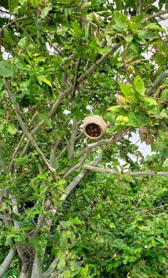 Lecythis minor fruit