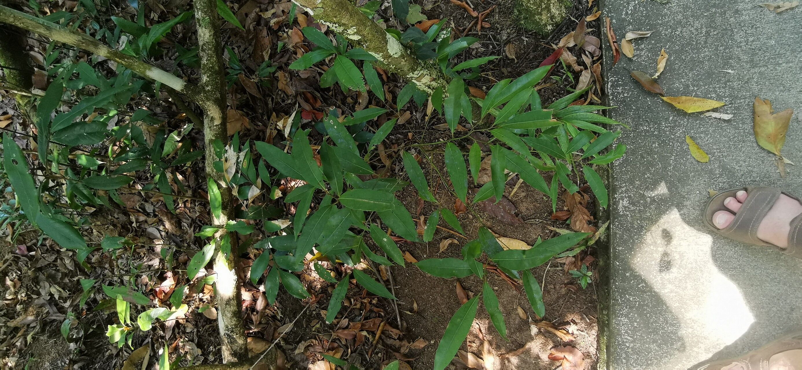 Euodia hylandii leaf